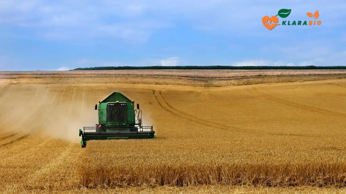 Organic Flour in Casablanca – Wholesome Grains by Klarabio