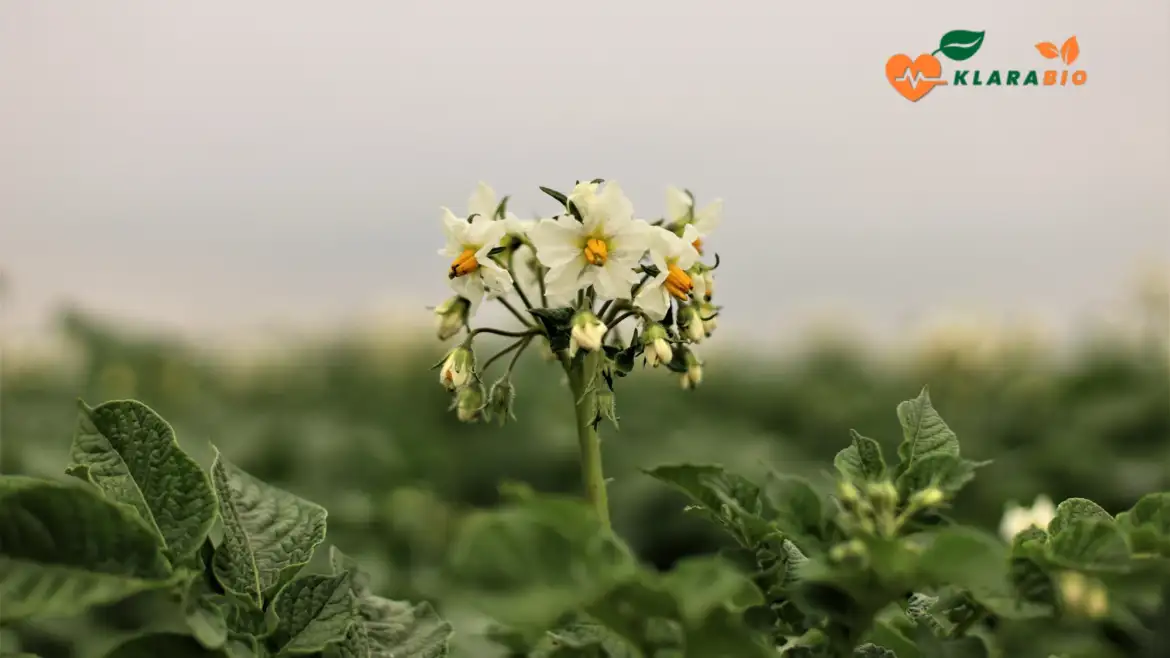 Fresh Vegetables in Casablanca – Direct from Moroccan Farms