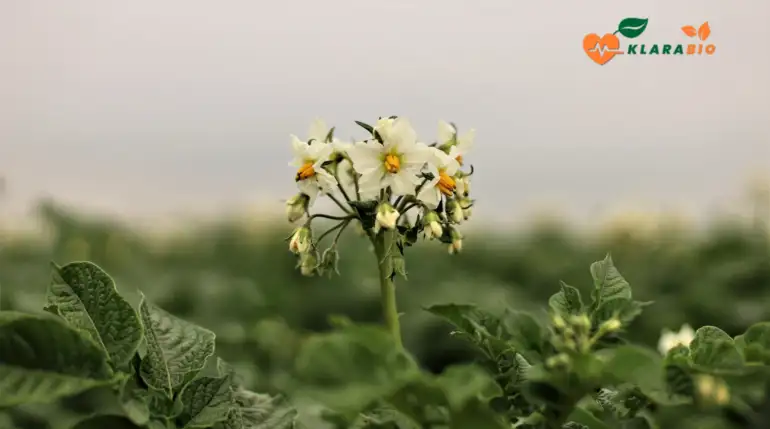 Fresh Vegetables in Casablanca – Direct from Moroccan Farms