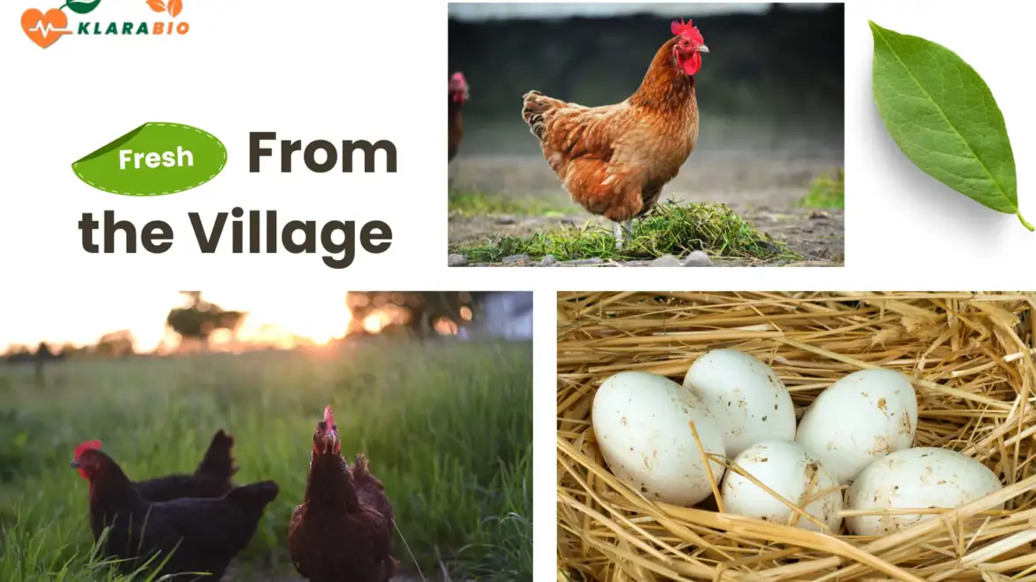 Organic Eggs in Casablanca – Why They’re Healthier