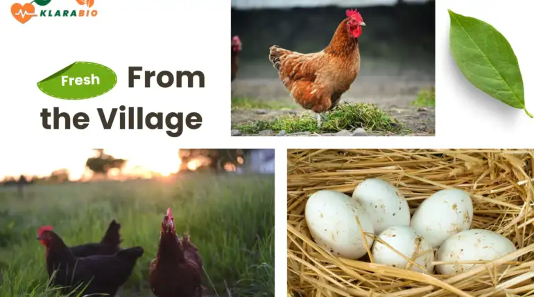 Organic Eggs in Casablanca – Why They’re Healthier