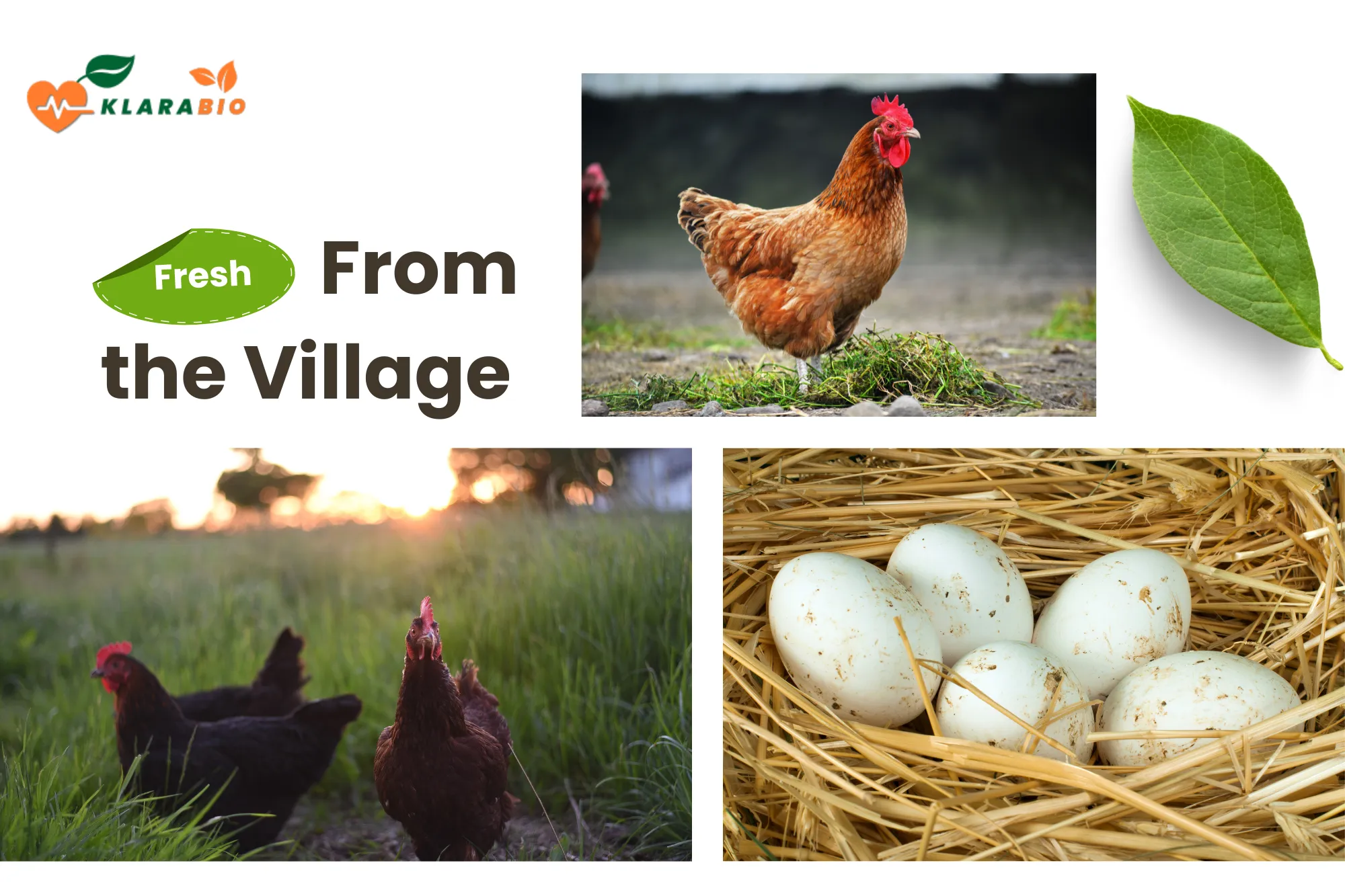 organic eggs in casablanca