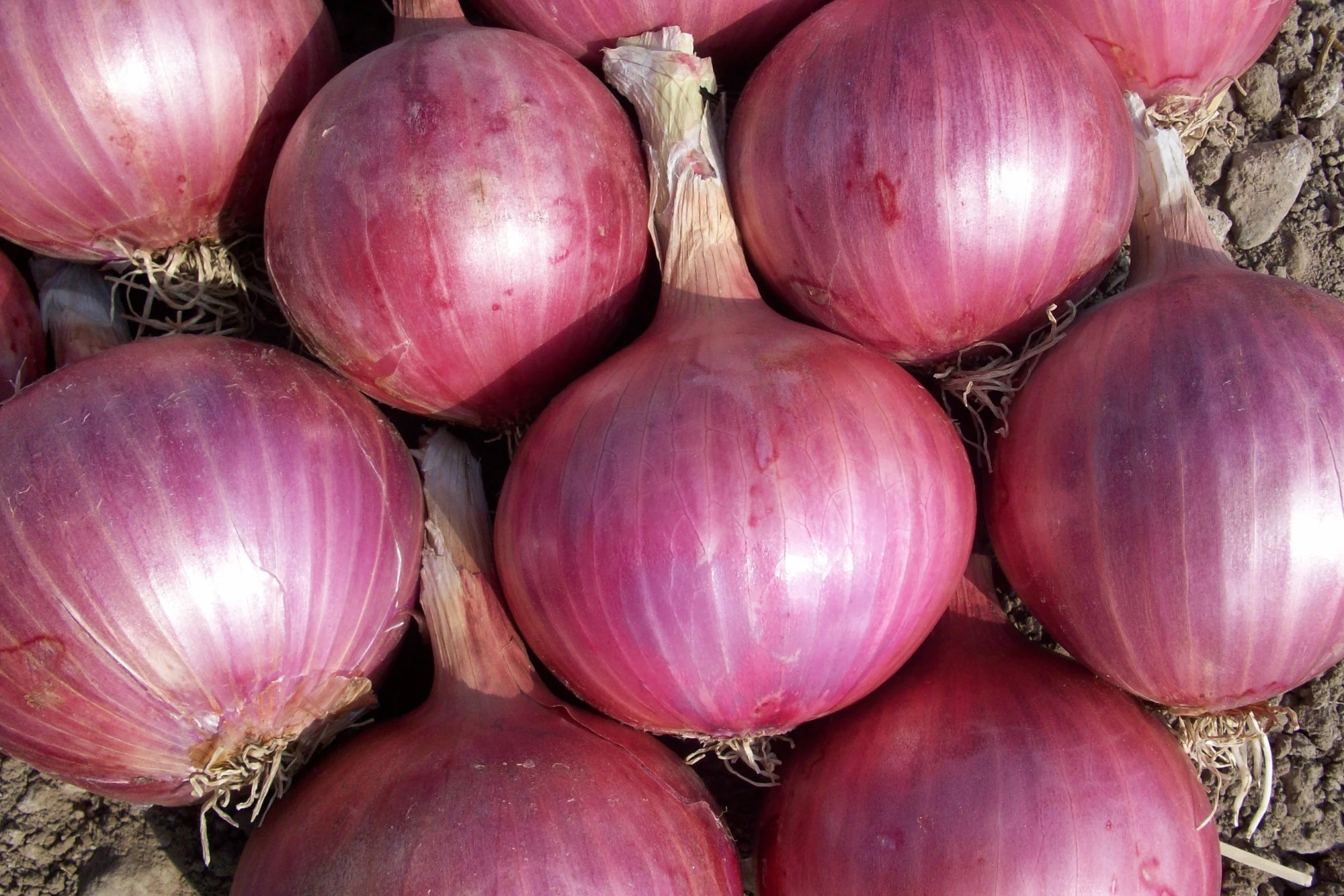 Red onions in Casablanca – Klarabio