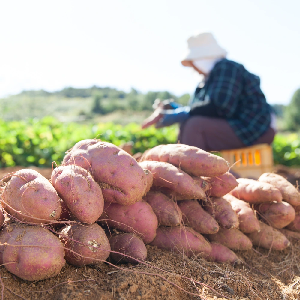 Sweet potatoes in Casablanca