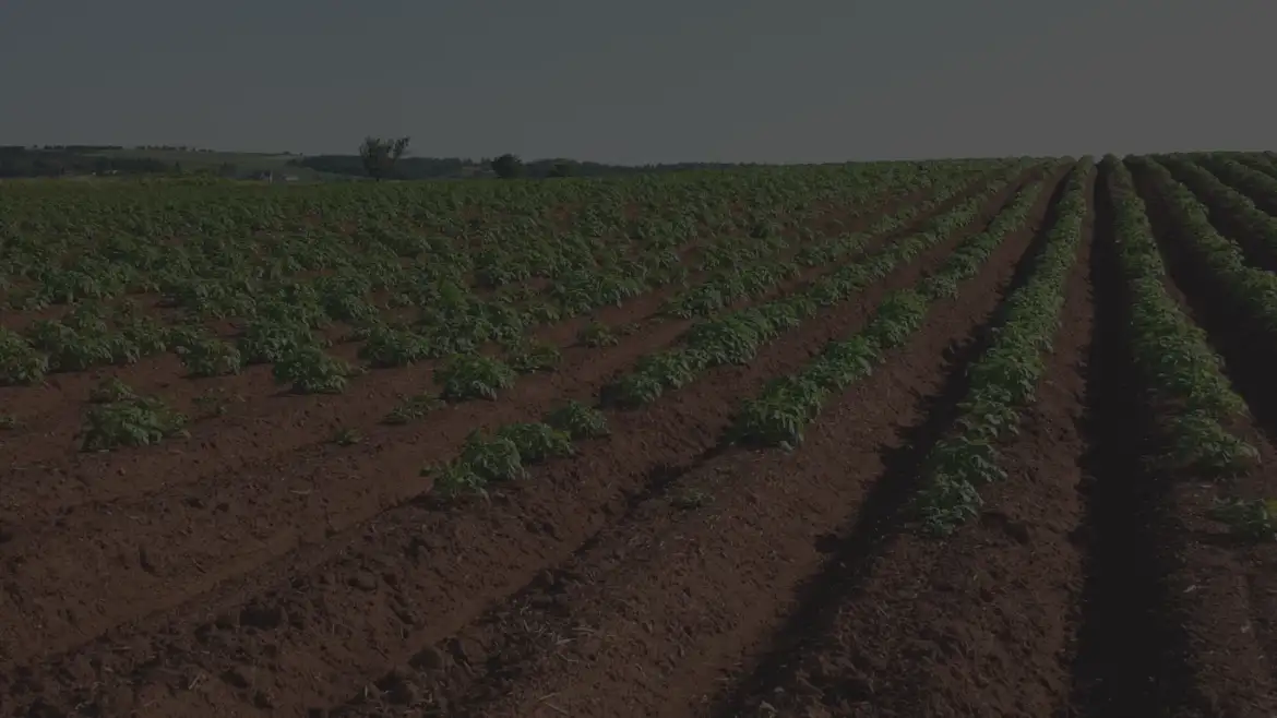 100% Natural Ingredients