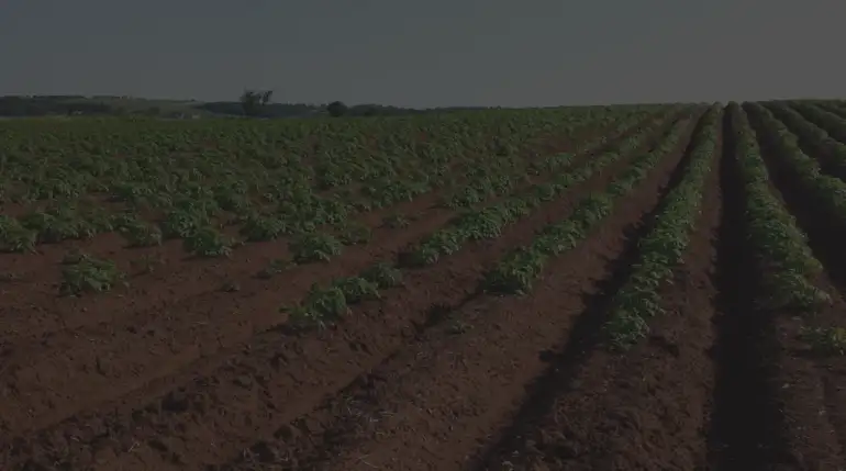 100% Natural Ingredients